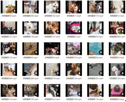 爆料素材搞笑版视频大全,搞笑版视频大全，笑点满满，欢乐无限！