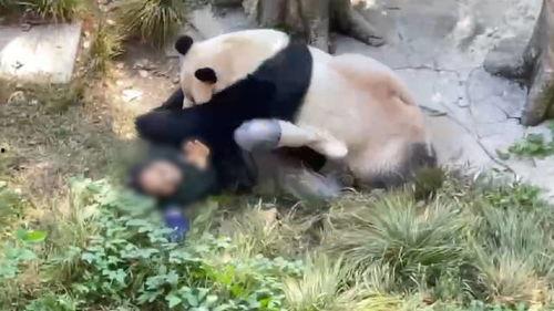 熊猫饲养员最新爆料信息,饲养员最新爆料揭示国宝日常